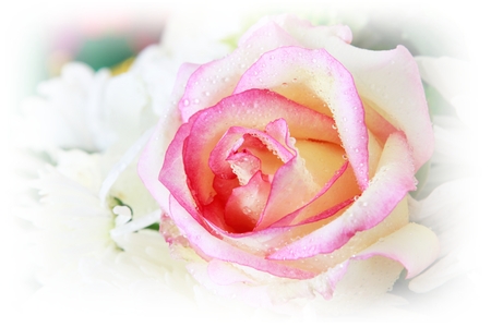Romantic rose.の写真素材