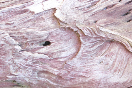 Texture of Wood background closeup.