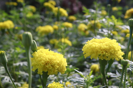 Marigoldの写真素材