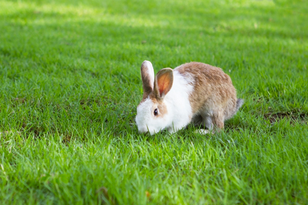 Rabbit  on grass background.の写真素材