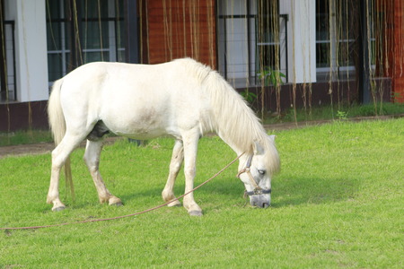White horse.の写真素材