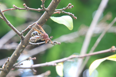 hornet life.の写真素材