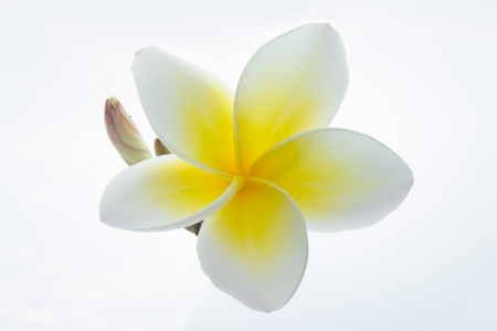 Tropical flowers frangipani plumeria isolated on white background.の写真素材