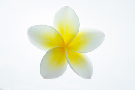 Frangipani plumeria isolated on white background.の写真素材