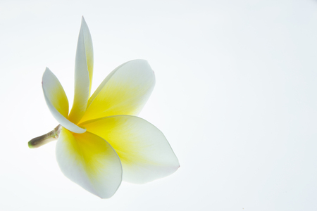 Frangipani plumeria isolated on white background.の写真素材