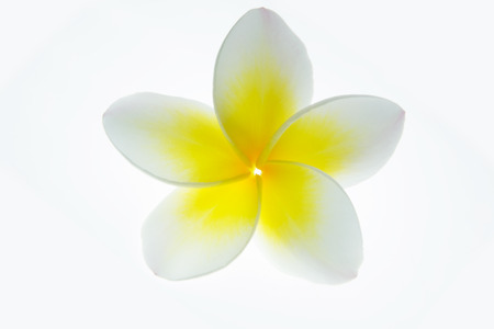 Frangipani plumeria isolated on white background.の写真素材
