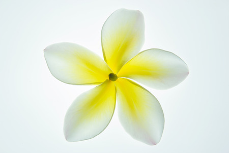 Frangipani plumeria isolated on white background.の写真素材