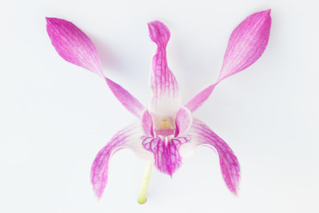 Orchid flower isolated on white background.の写真素材