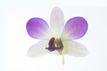 Orchid Flower isolated on white background.の写真素材