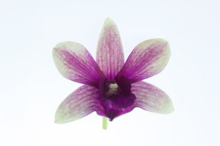 Orchid Flower isolated on white background.の写真素材