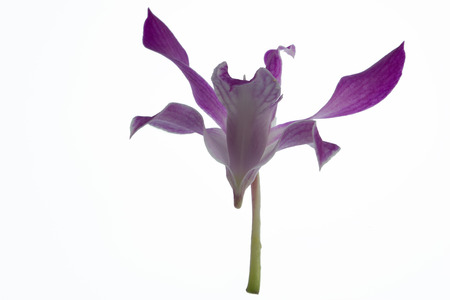 Orchid Flower isolated on white background.の写真素材