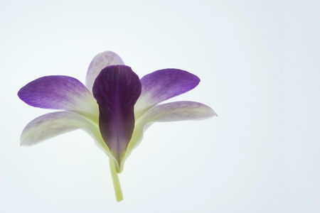 Orchid Flower isolated on white background.の写真素材