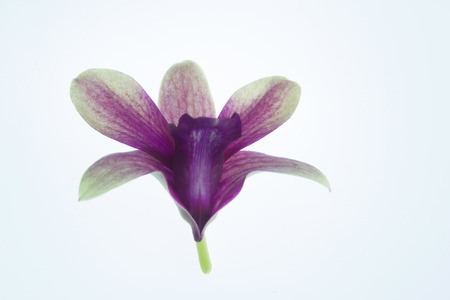 Orchid Flower isolated on white background.の写真素材
