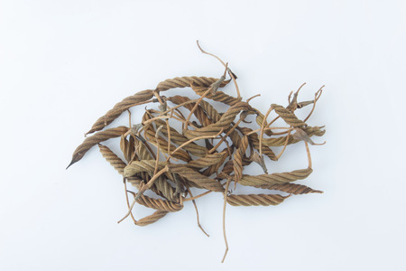 East Indian screw tree ,Thai herb for health.の写真素材
