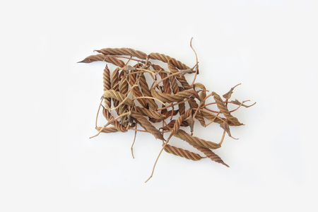 East Indian screw tree ,Thai herb for health.の写真素材