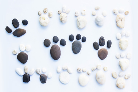 Dog footprints.の写真素材