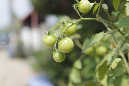 Homegrown Red Fresh Tomato In A Garden.の写真素材