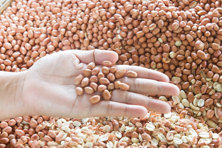 Peanuts. Close up of fried, peeled and salted peanuts.の写真素材