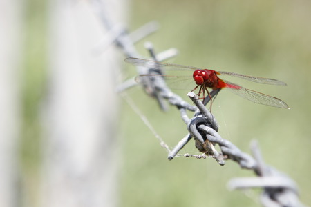 Dragonfly in nature.の写真素材