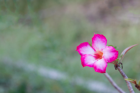 Pink Desert flower, adenium obesum,impala lily flower.の写真素材