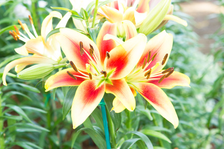 Lillie, flower.の写真素材
