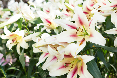 Lillie, flower.の写真素材