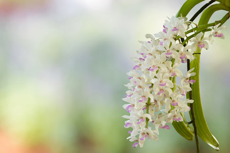 close up of small white purple spot colorful group flowers of the orchid: Rhynchostylis gigantea Lindl. Ridl., Rhynchostylis retusa in north east THAILANDの写真素材