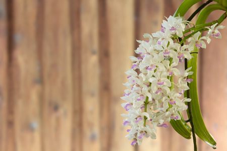 close up of small white purple spot colorful group flowers of the orchid: Rhynchostylis gigantea Lindl. Ridl., Rhynchostylis retusa in north east THAILANDの写真素材