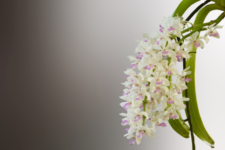 close up of small white purple spot colorful group flowers of the orchid: Rhynchostylis gigantea Lindl. Ridl., Rhynchostylis retusa in north east THAILANDの写真素材