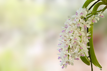 close up of small white purple spot colorful group flowers of the orchid: Rhynchostylis gigantea Lindl. Ridl., Rhynchostylis retusa in north east THAILANDの写真素材