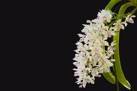 close up orchids isolate on black background.の写真素材