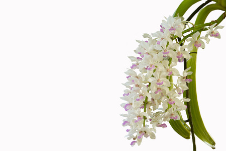 close up orchids isolate on white background.の写真素材