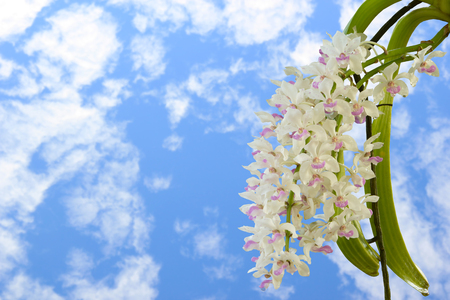 close up of small white purple spot colorful group flowers of the orchid: Rhynchostylis gigantea Lindl. Ridl., Rhynchostylis retusa in north east THAILANDの写真素材
