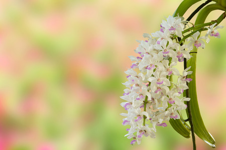 close up of small white purple spot colorful group flowers of the orchid: Rhynchostylis gigantea Lindl. Ridl., Rhynchostylis retusa in north east THAILANDの写真素材