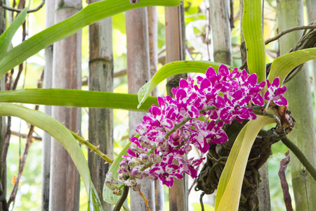 close up of small white purple spot colorful group flowers of the orchid.の写真素材