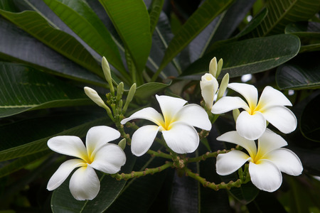 white frangipani tropical flower, plumeria flower blooming on tree, spa flower.の写真素材