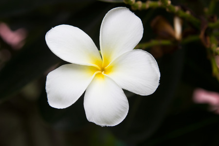 white frangipani tropical flower, plumeria flower blooming on tree, spa flower.の写真素材