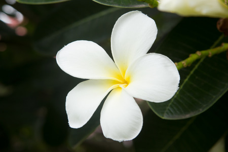 white frangipani tropical flower, plumeria flower blooming on tree, spa flower.の写真素材