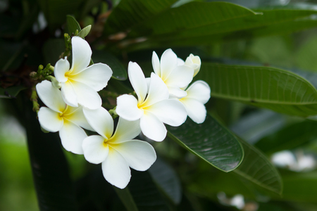 white frangipani tropical flower, plumeria flower blooming on tree, spa flower.の写真素材