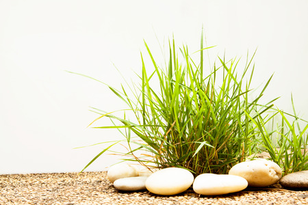 Grass on floor isolated on white background.の写真素材