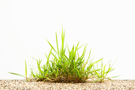 Clump of grass on floor isolated on white background.の写真素材
