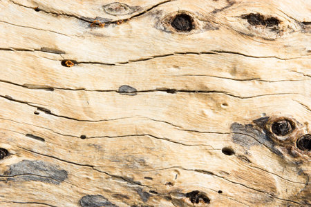 wood texture background.