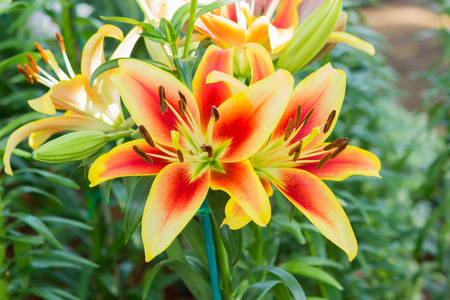 Lily flower background.の写真素材