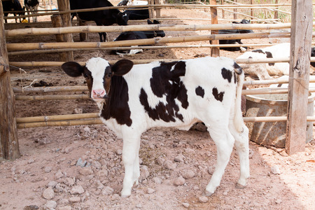 Cows in Farm.の写真素材
