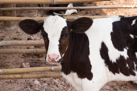 Cows in Farm.の写真素材