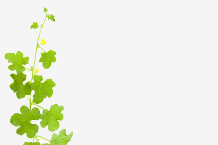 Melon tree on white background.の写真素材