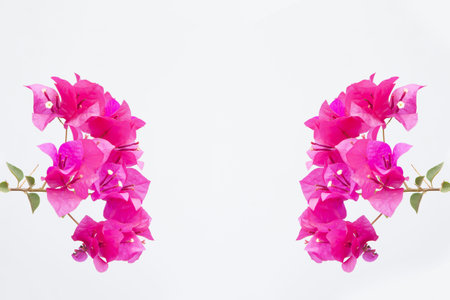 bougainvilleas isolated on white background.