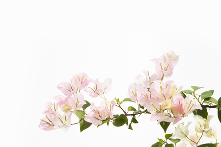 bougainvilleas isolated on white background.の写真素材