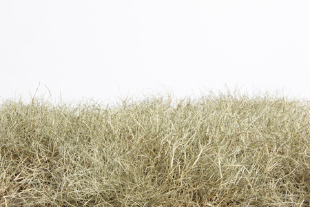 Dry grass isolated on white.の写真素材