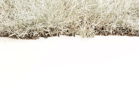 Dry grass isolated on white.の写真素材